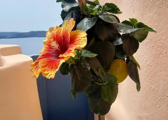 Iviscos Traditional House